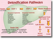 liver physiology